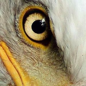 Meet your Posher, Larry